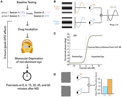 Cholinergic Potentiation Alters Perceptual Eye Dominance Plasticity Induced by a Few Hours of Monocular Patching in Adults